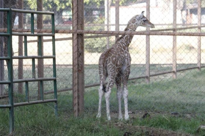 Jirafita macho, primo de Kawi, nace este año