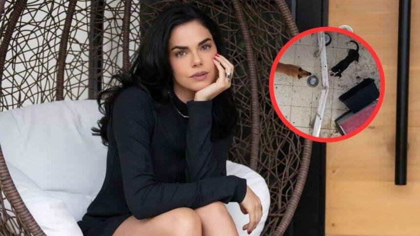 Livia Brito denuncia maltrato y abandono de tres perritos en Coyoacán
