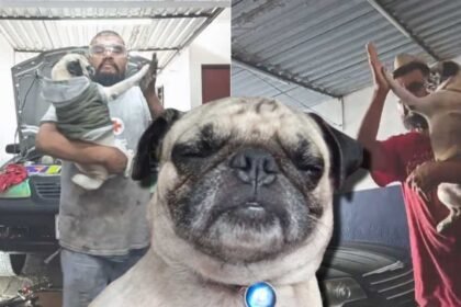 Mecánico y su perro pug se vuelven virales en TikTok bailando cumbias