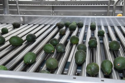 Michoacán consolida liderazgo agroexportador con 1,289 mdd en tercer trimestre