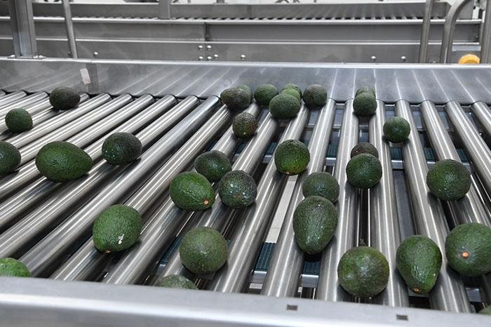 Michoacán consolida liderazgo agroexportador con 1,289 mdd en tercer trimestre