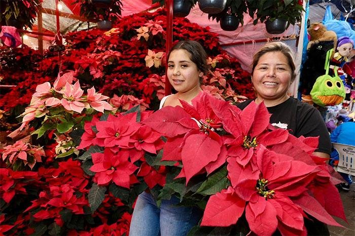 Michoacán, segundo productor nacional de Nochebuena; impacto en Guanajuato