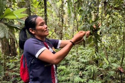 Mujeres de la Amazonía ecuatoriana recolectan 250.000 semillas, priorizan frutales y medicinales
