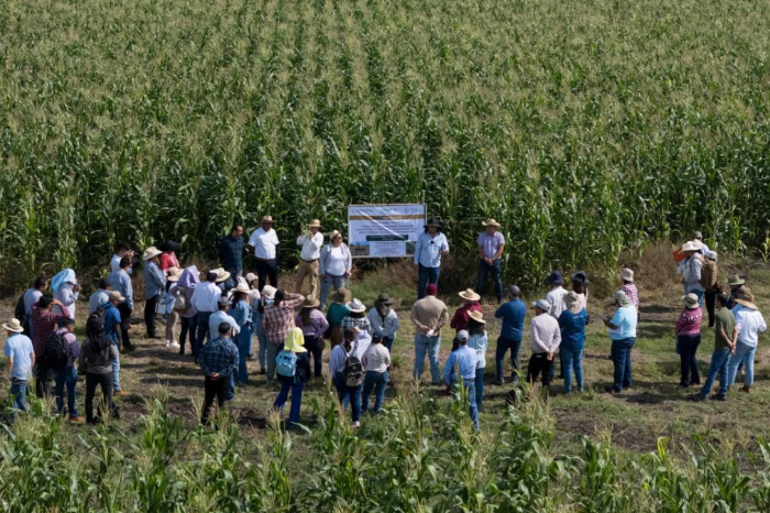 productores y escuelas rurales reciben apoyo de maiz alto en