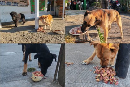 Recaudan más de 2 toneladas de alimento en jornada contra crueldad animal