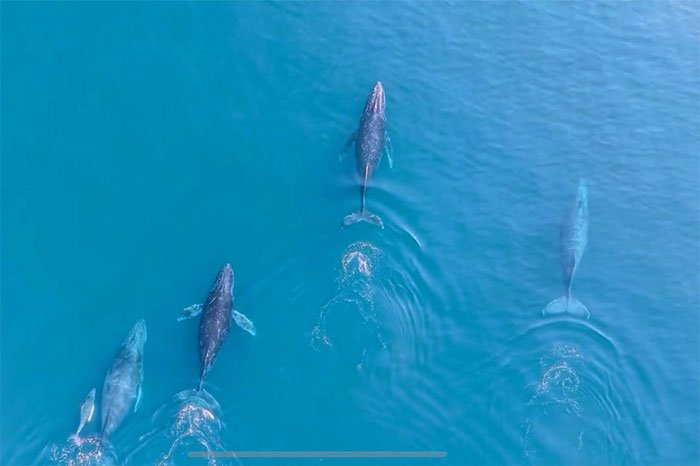 regreso de las ballenas jorobadas al pacifico michoacano