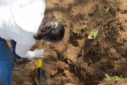 senadora del pt propone reconocer a buscadoras como actores fundamentales