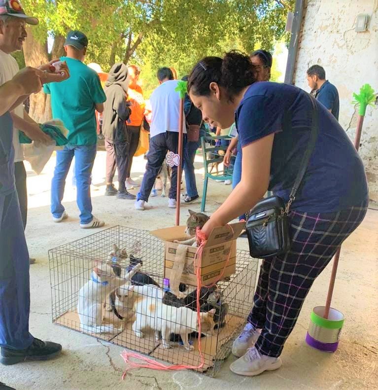 ssg lanza campana de esterilizacion gratuita para perros y gatos
