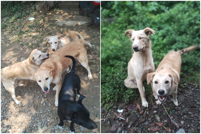 uarupa lanza campana contra el abandono de perros en uruapan