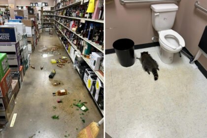 un mapache se intoxica en una tienda de licores en
