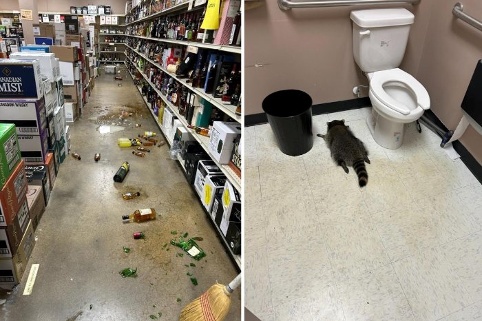 un mapache se intoxica en una tienda de licores en