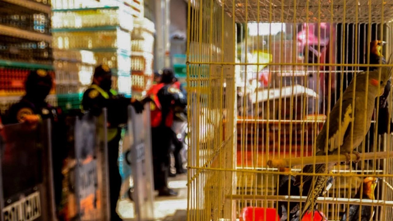 venta de animales en el mercado de sonora finalizara por