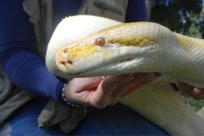 ZooIra autoriza sesiones fotográficas con pitón albina bajo medidas de seguridad