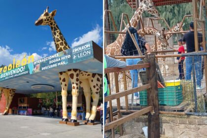 Zoológico de León, Guanajuato, admite fallas; proyectos de mejora listos