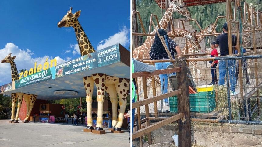 Zoológico de León, Guanajuato, admite fallas; proyectos de mejora listos