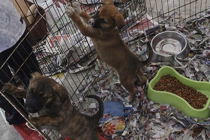 Activistas en CDMX piden no regalar mascotas en Día de Reyes