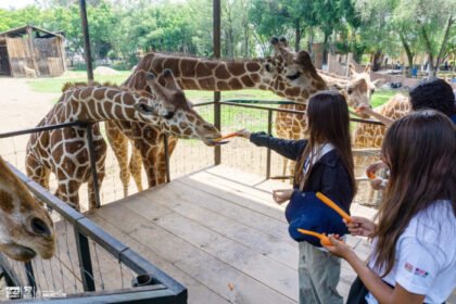 Activistas exigen priorizar bienestar de nuevas especies en el Zoológico de Morelia