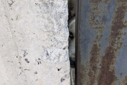 Autoridades locales investigan maltrato animal en Valle de los Arcos