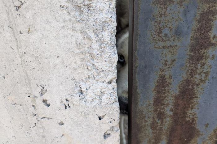 Autoridades locales investigan maltrato animal en Valle de los Arcos