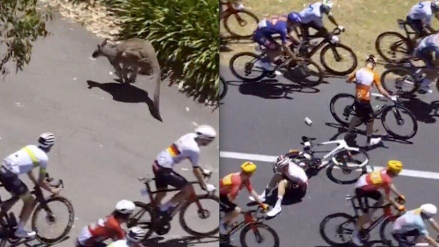 Canguro irrumpe en carrera australiana y provoca caída de ciclistas