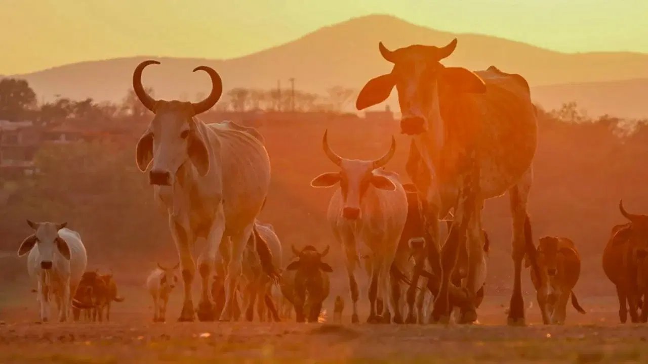 Chiapas, Veracruz y Oaxaca reportan repunte de gusano barrenador en 2026