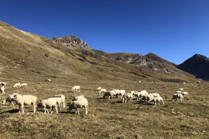 Científicos alertan en Soria sobre riesgos y oportunidades de despoblación ganadera