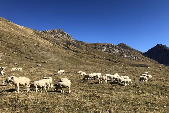 Científicos alertan en Soria sobre riesgos y oportunidades de despoblación ganadera
