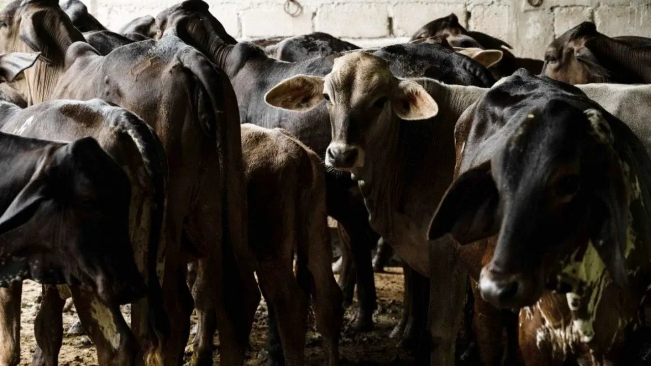 Estado de México reporta primer caso de gusano barrenador; emiten alerta sanitaria