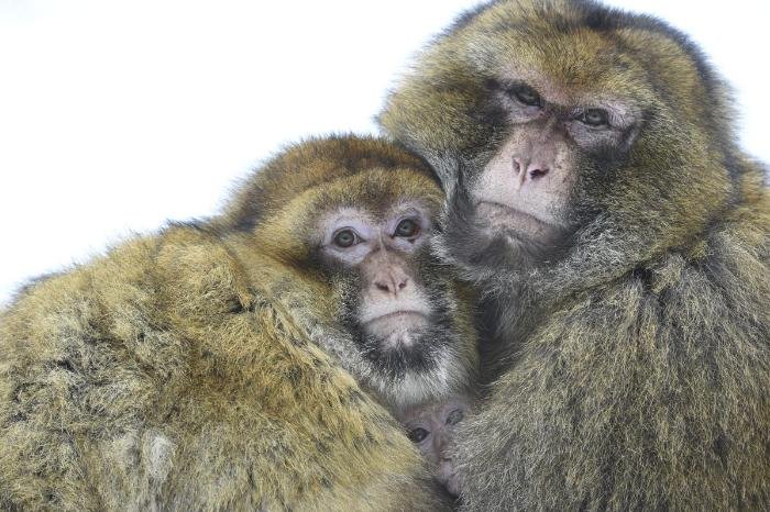 Estudio revela vínculo entre conducta homosexual y factores sociales en primates