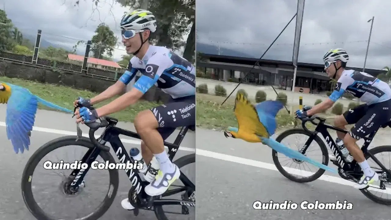 Guacamaya acompaña a ciclista: vuela junto a él durante su entrenamiento