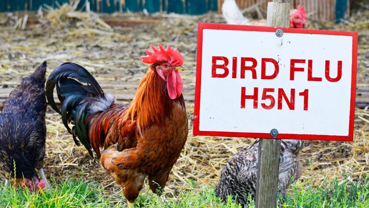 India reporta 11 brotes de H5N1 en granjas durante diciembre