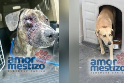 León: autoridades investigan crueldad por pirotecnia contra perros Tomate y Piña
