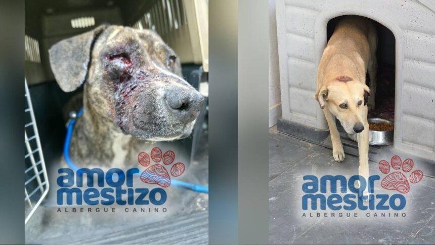 León: autoridades investigan crueldad por pirotecnia contra perros Tomate y Piña