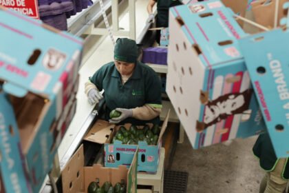 Michoacán: Guardián Forestal frena exportación de 2,000 huertas de aguacate