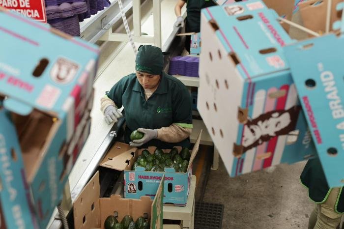 Michoacán: Guardián Forestal frena exportación de 2,000 huertas de aguacate