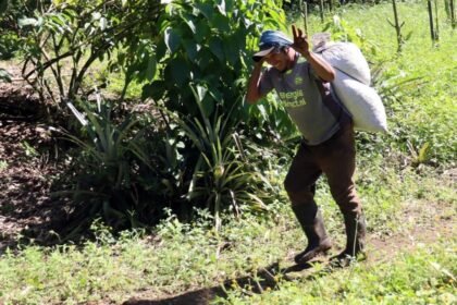 Migrantes haitianos, cubanos y venezolanos trabajan en cosecha de café en Chiapas