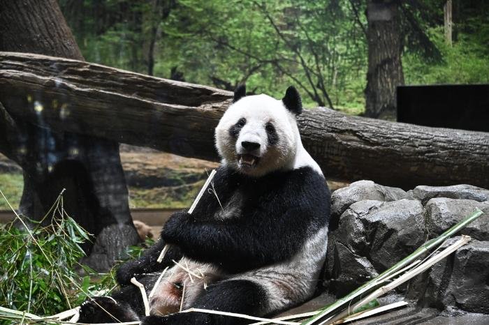 Miles despiden a Xiao Xiao y Lei Lei rumbo a China