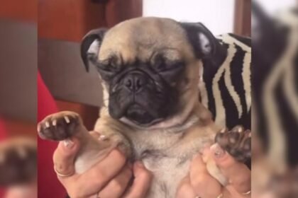 Perrita reza por croquetas y chuletita y se hace viral