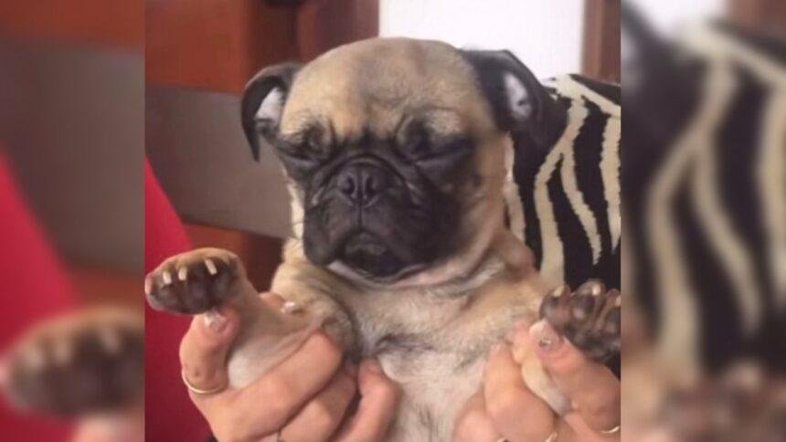 Perrita reza por croquetas y chuletita y se hace viral