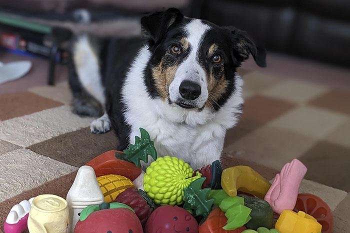 Perros en Madrid aprenden palabras escuchando conversaciones ajenas