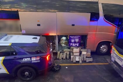 Policía Estatal asegura 38 mil dosis de marihuana en Salamanca, Guanajuato