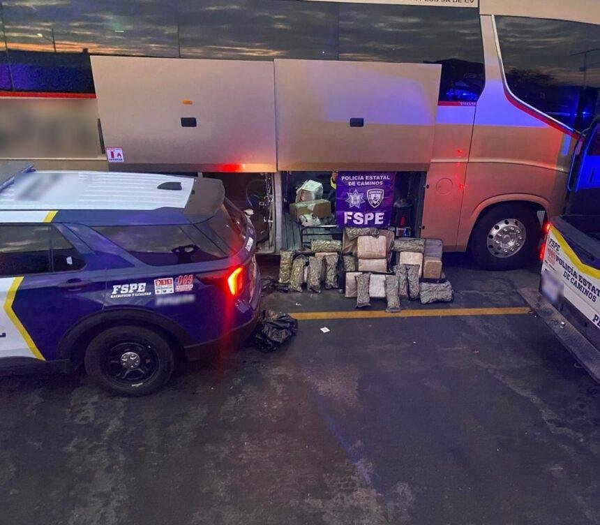 Policía Estatal asegura 38 mil dosis de marihuana en Salamanca, Guanajuato