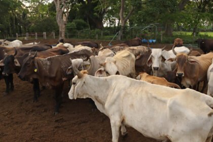 Sonora refuerza acciones contra gusano barrenador por dispersión desde EUA