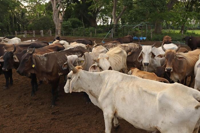 Sonora refuerza acciones contra gusano barrenador por dispersión desde EUA