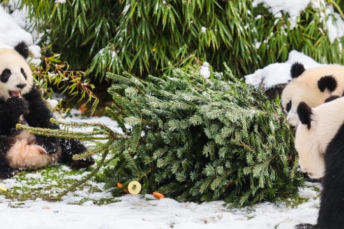 Zoológico de Berlín aprovecha árboles navideños para alimentar a sus animales