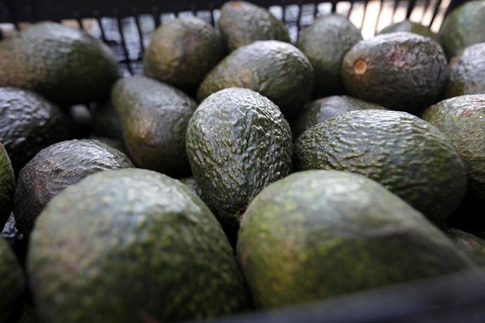 Aguacate de Michoacán, protagonista en el abastecimiento del Super Bowl