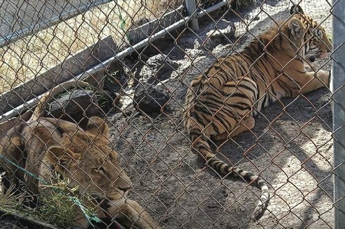 Autoridades de Jiquilpan, Michoacán, aseguran leona y tigre abandonados