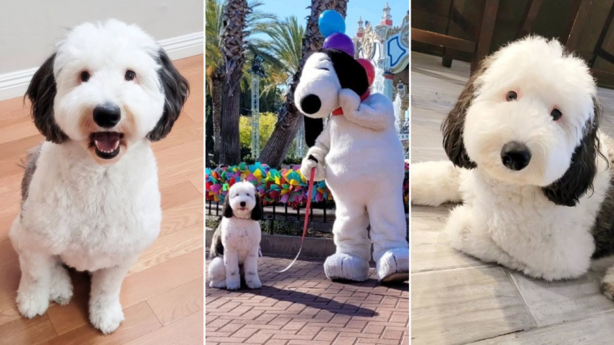 Encuentran perro idéntico a Snoopy en video viral