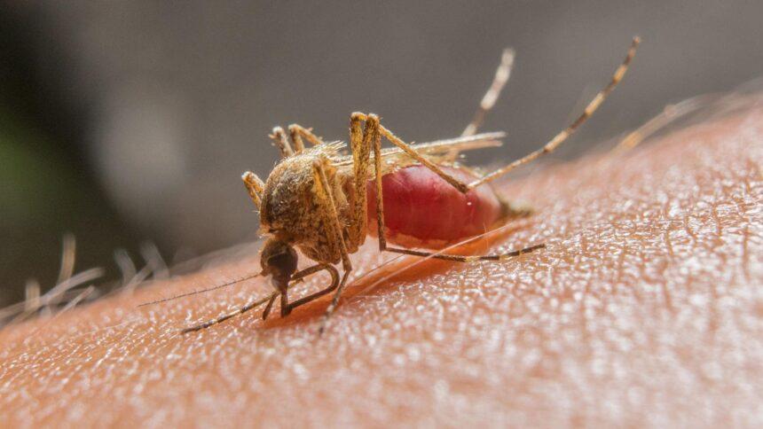 Estudio: Anopheles consumen sangre humana desde hace casi 2 millones de años