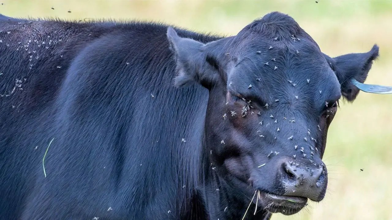 Oaxaca y Chiapas registran 703 casos activos de gusano barrenador